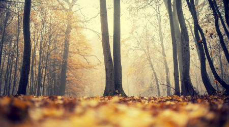 Picture for category Moody & Atmospheric