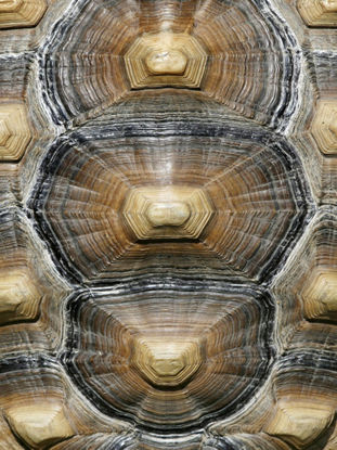 30 x 40 Carapaced Motif VI (MT)