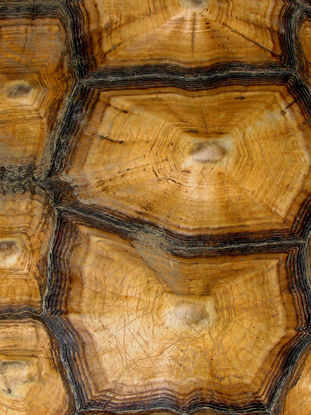 30 x 40 Carapaced Motif VII (MT)