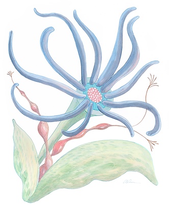 24 x 30 Squid Pro Quo (IBG)