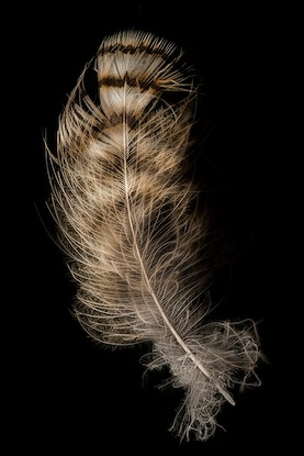 20 x 30 Hawk Feather (FC)