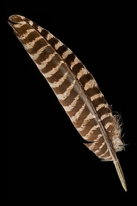 20 x 30 Turkey Feather (FC)
