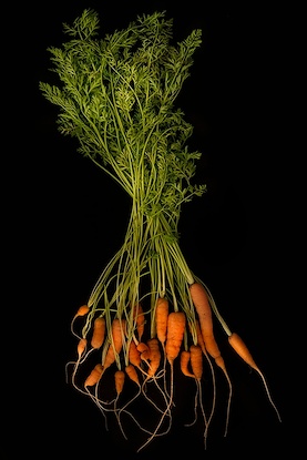 24 x 36 Carrots from the Pandemic Garden (IBG)
