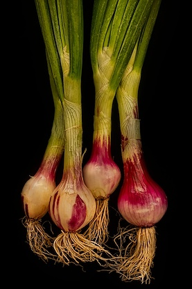 24 x 36 Spring Onions from Full Belly Farm (IBG)