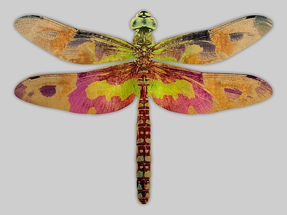 36 x 27 Wings of Sparkle VI (PDFPF1)