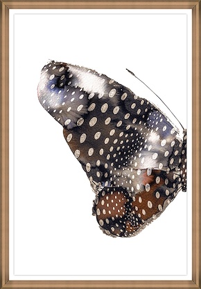 30 x 43 Butterfly III (GF)