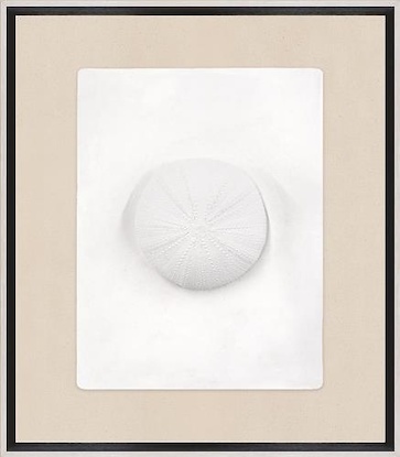 13 x 15 Sand Dollar (WS)