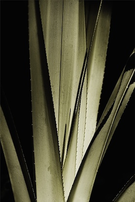 30 x 45 Borocco Pair II (OD)