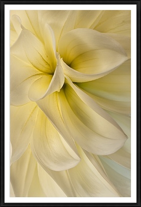 24 x 34 Perfect Dalia Day (GF)