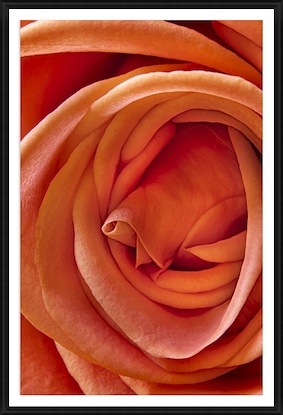 24 x 34 Rose Study (GF)