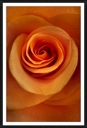 24 x 34 Rose is A (GF)