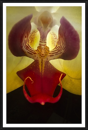 24 x 34 Phalaenopsis (GF)
