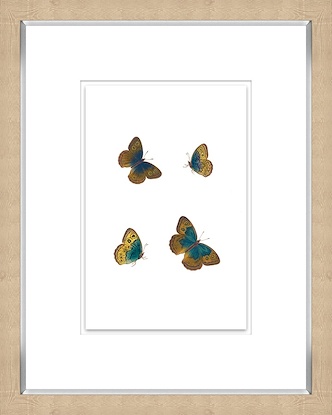 16 x 20 Butterfly Lover III (GF)