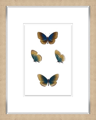 16 x 20 Butterfly Lover IV (GF)