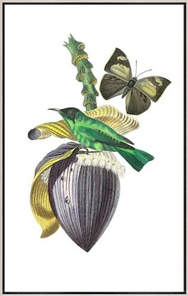 20 x 32 Finch on Flower of the Banana II (LN)