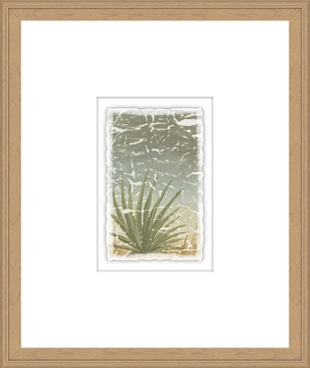 16 x 19 Weathered Plants III (GF)