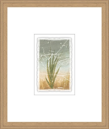 16 x 19 Weathered Plants V (GF)