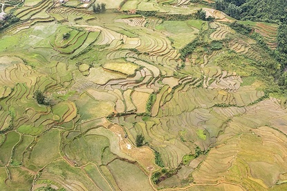 45 x 30 Vietnam Rice Field I (FC)
