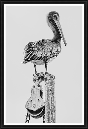 30 x 45 Standing Pelican II (GF)