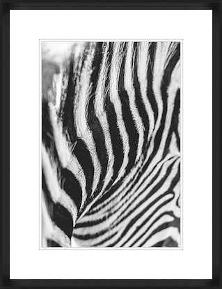 20 x 26 A Study of Stripes II (GF)