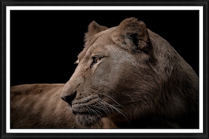 45 x 30 Lioness in Darkness I (GF)