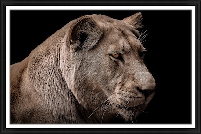 45 x 30 Lioness in Darkness II (GF)