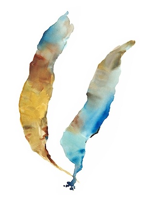 15.75 x 19.75 Beautiful Coral III* (OG)(WAT-PAP)