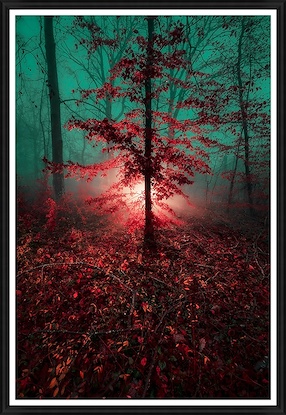 40 x 58 Enchanted Forest II (GF)