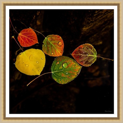 30 x 30 Aspen Leaves in The Lake II (GF)