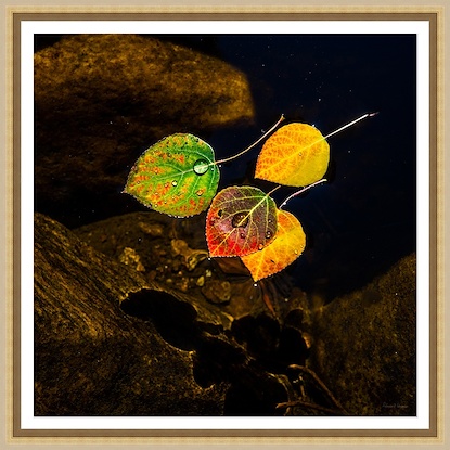 30 x 30 Aspen Leaves in The Lake V (GF)