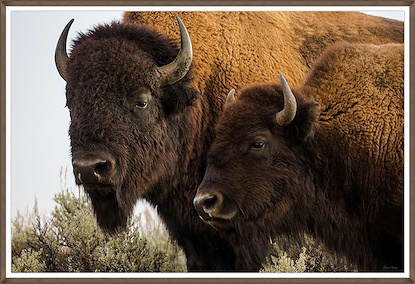 60 x 41 The Bison Pair (GF)