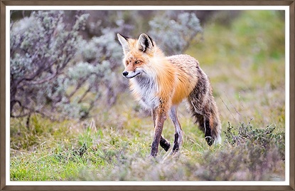 48 x 31 Fox Trot (GF)