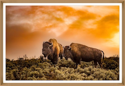 36 x 25 Golden Hour Buffalo (GF)