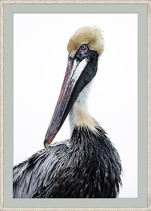 40 x 56 Close-up Pelican (GF)