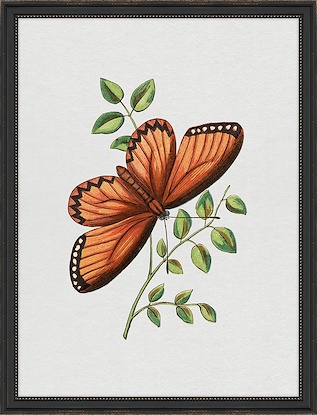 26.5 x 34.5 Bright Butterfly Grace (FMA-LN)