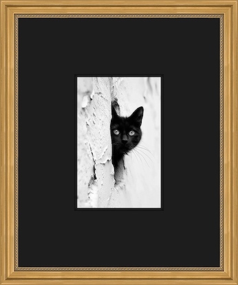 20 x 24 Feline Feature - Perk (GF)