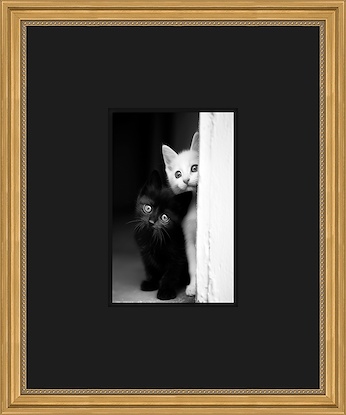 20 x 24 Feline Feature - Peep (GF)