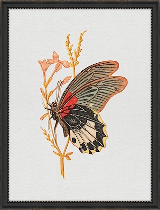 26.5 x 34.5 Bright Butterfly Delicate (FMA-LN)