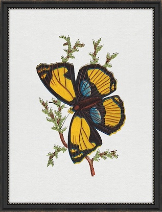 26.5 x 34.5 Bright Butterfly Tropical (FMA-LN)
