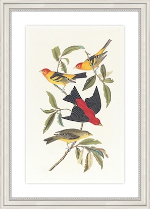 20 x 28 Louisiana Tanager and Scarlet Tanager (GF)