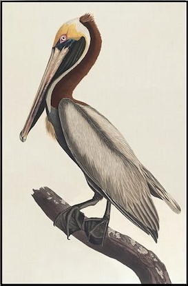 30 x 46 Brown Pelican III (LN)