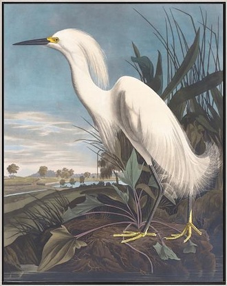30 x 38 Snowy Heron II (IBG)