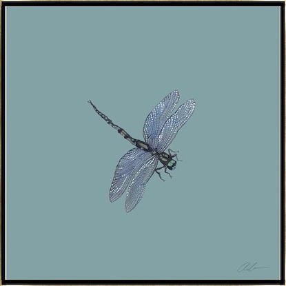 16 x 16 Madam Dragonfly (IBG)