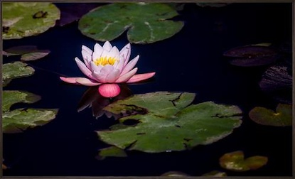 40 x 24 The Pond Lily (FC)