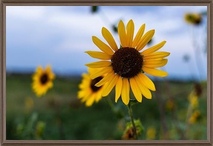 60 x 40 Summer Sunflower (LN)