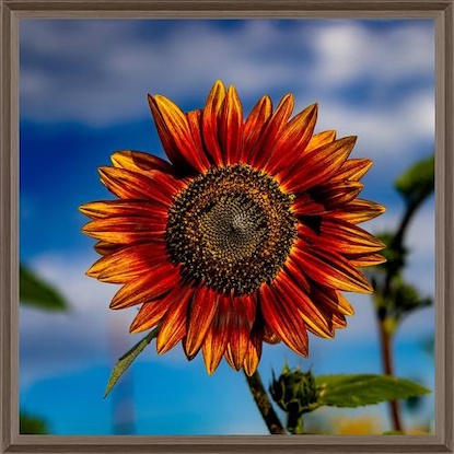 40 x 40 Sunflower Reds (LN)