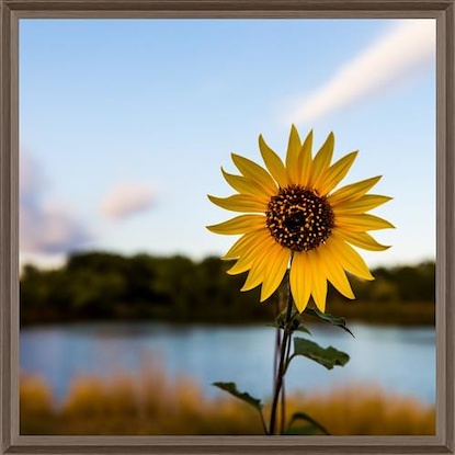 40 x 40 Sunflower Solo (LN)
