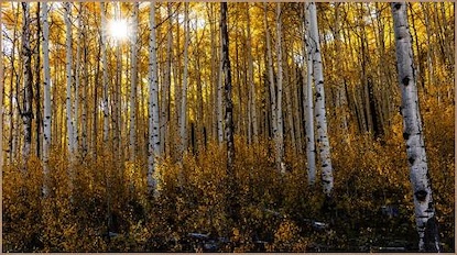 72 x 40 Sunburst Through the Aspens (FC)