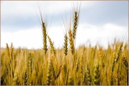 60 x 40 Summer Wheat (FC)