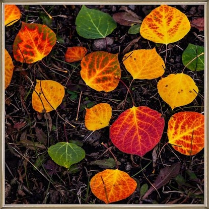 40 x 40 A Fall Leave Floor (FC)